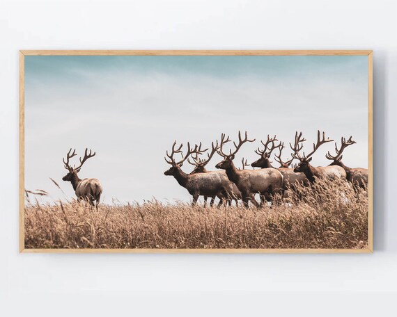 Wild Deer Herd With Antlers In Golden Grassland Sunset Poster