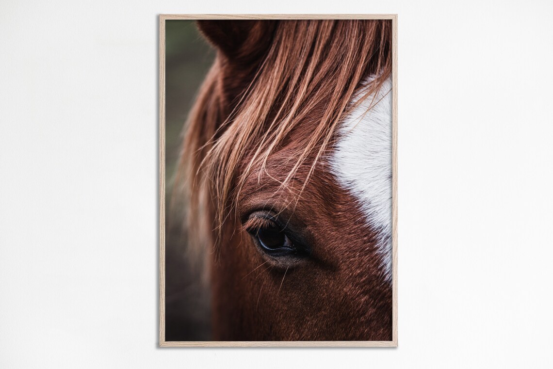 Horse Eye Photo Art Print, Farmhouse Equestrian Decor