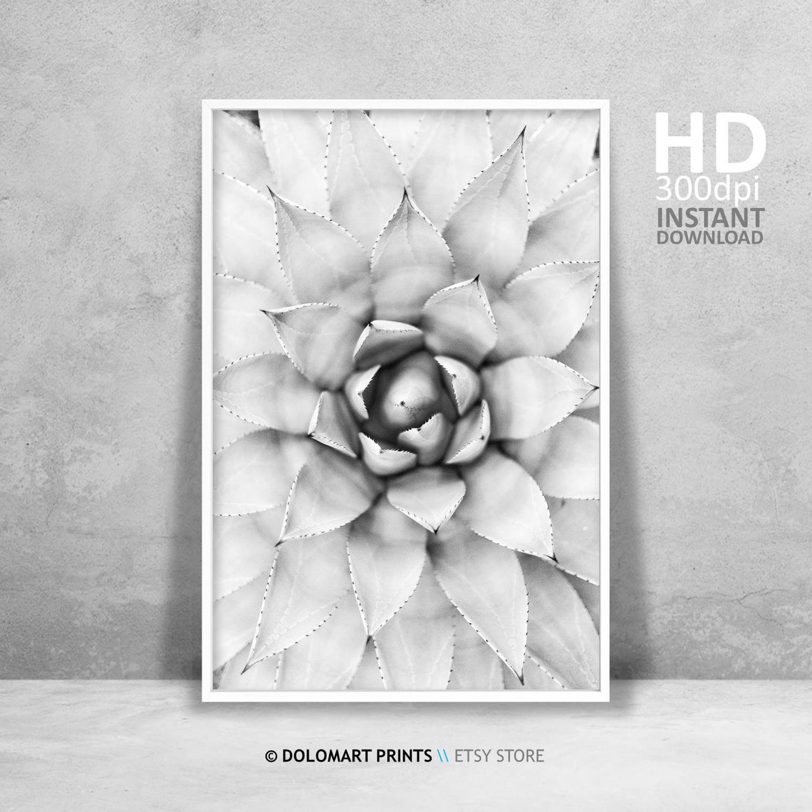 Agave Succulent Rosette Black and White Botanical Photography Poster