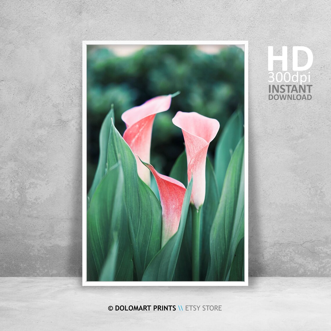 Pink Calla Lilies Among Green Leaves Floral Photography Poster