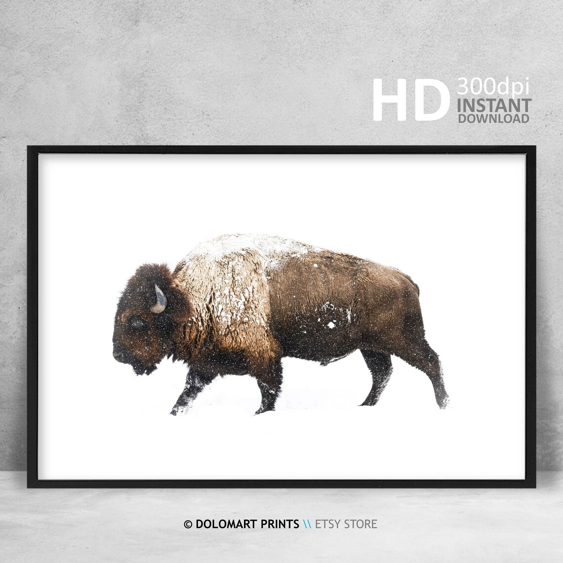 Bison Buffalo Wilderness Photography Art Print - Image 4