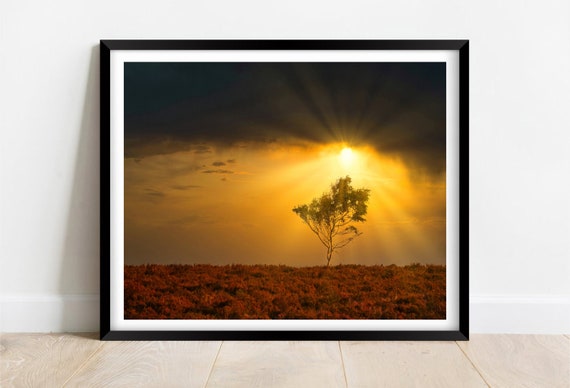 The New Forest Hampshire Lone Tree Sunset Limited Edition Print Photography Fine Art Wall Art Exclusive Print Posters Photos