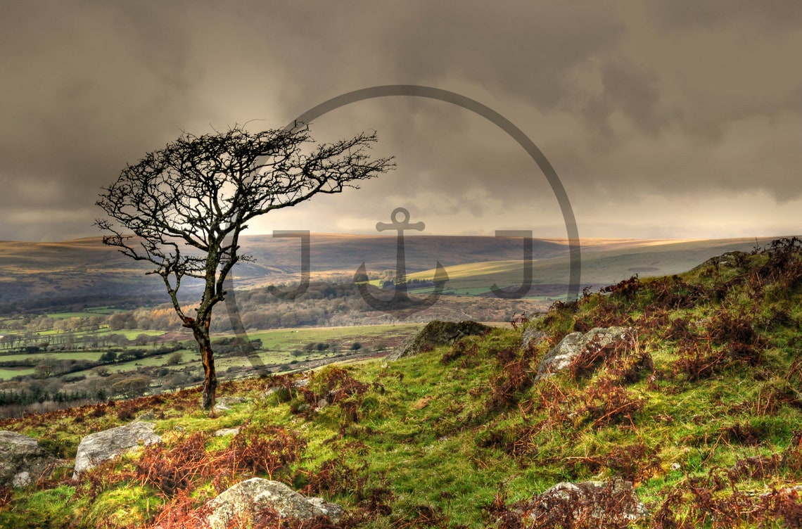 Lone Windswept Tree On Dartmoor Hillside In Autumn Light Poster - Image 3
