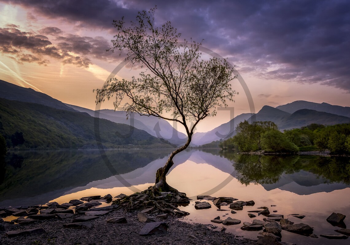 Lone Tree, Llyn Padarn Caernarfon Wales Art Print - Image 3