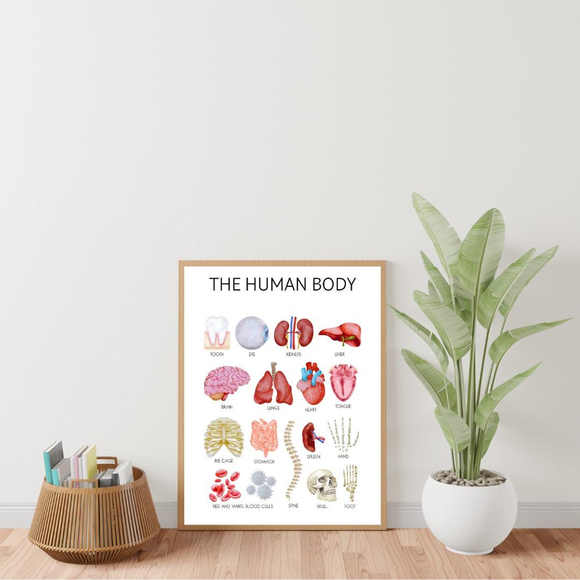 The Human Body Educational Poster with Watercolor Organs for Kids - Image 3