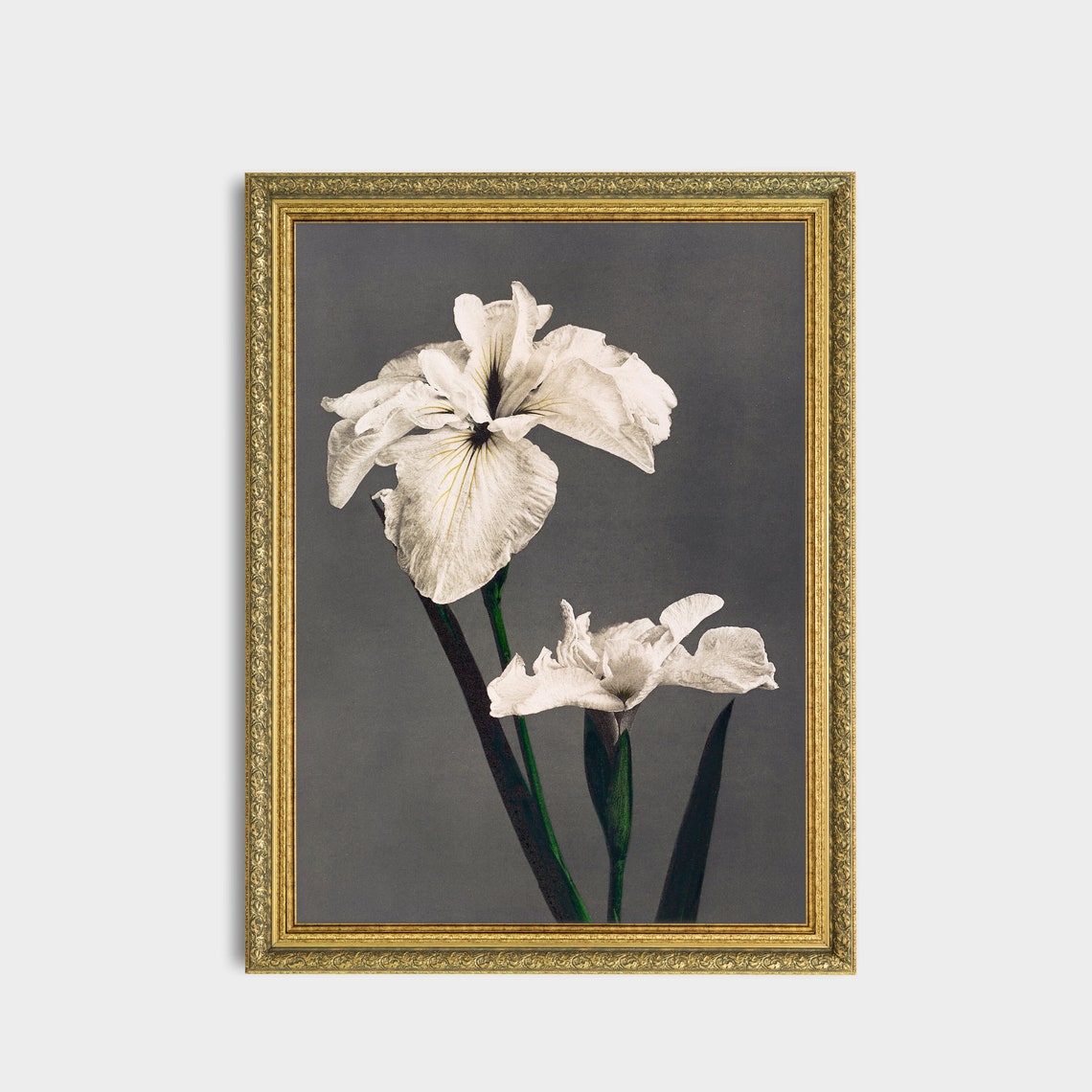White Iris Flowers Against a Dark Background Vintage Botanical Poster - Image 3