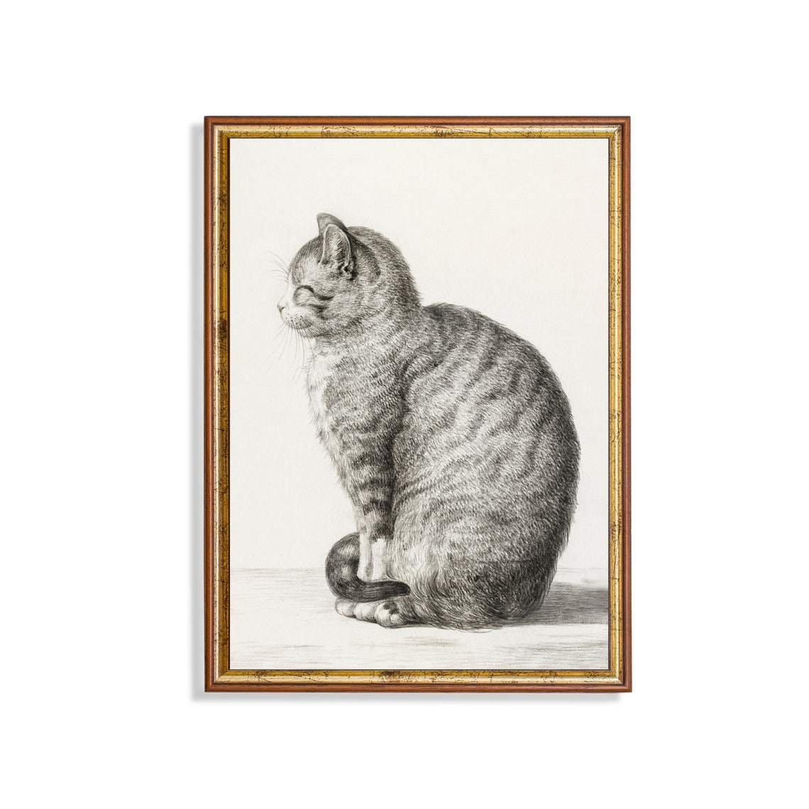 Tabby Cat Sitting Upright in a Vintage Pencil Drawing Poster
