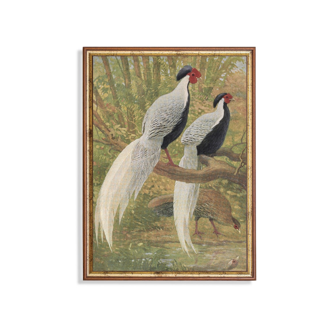 Silver Pheasants On A Forest Branch Antique Bird Plate Poster