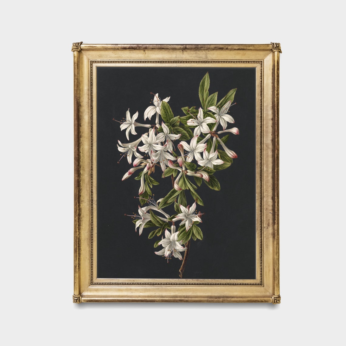 White Azalea Blossoms on Black Background Vintage Botanical Poster - Image 2