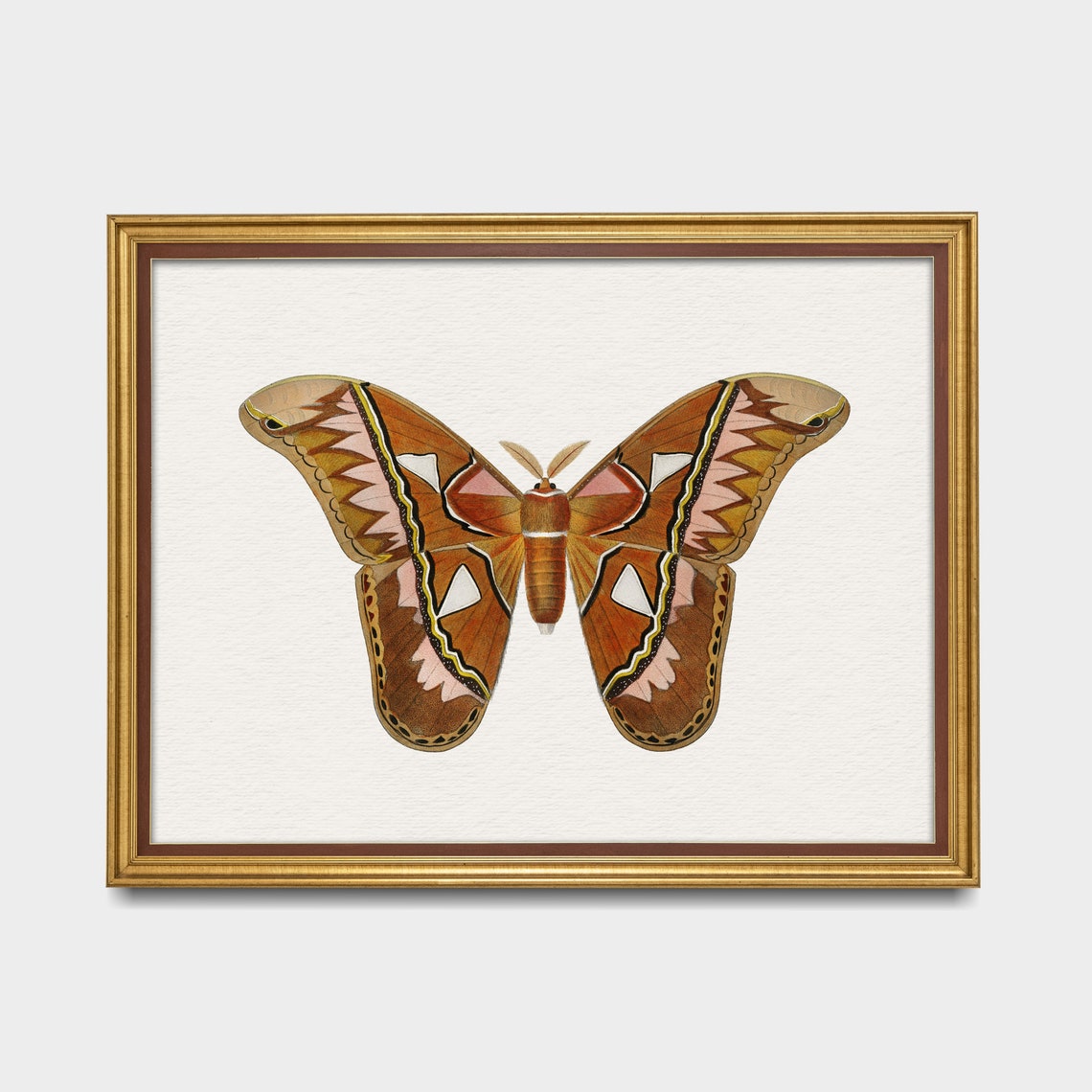 Large Brown Moth Vintage Natural History Illustration Poster - Image 5