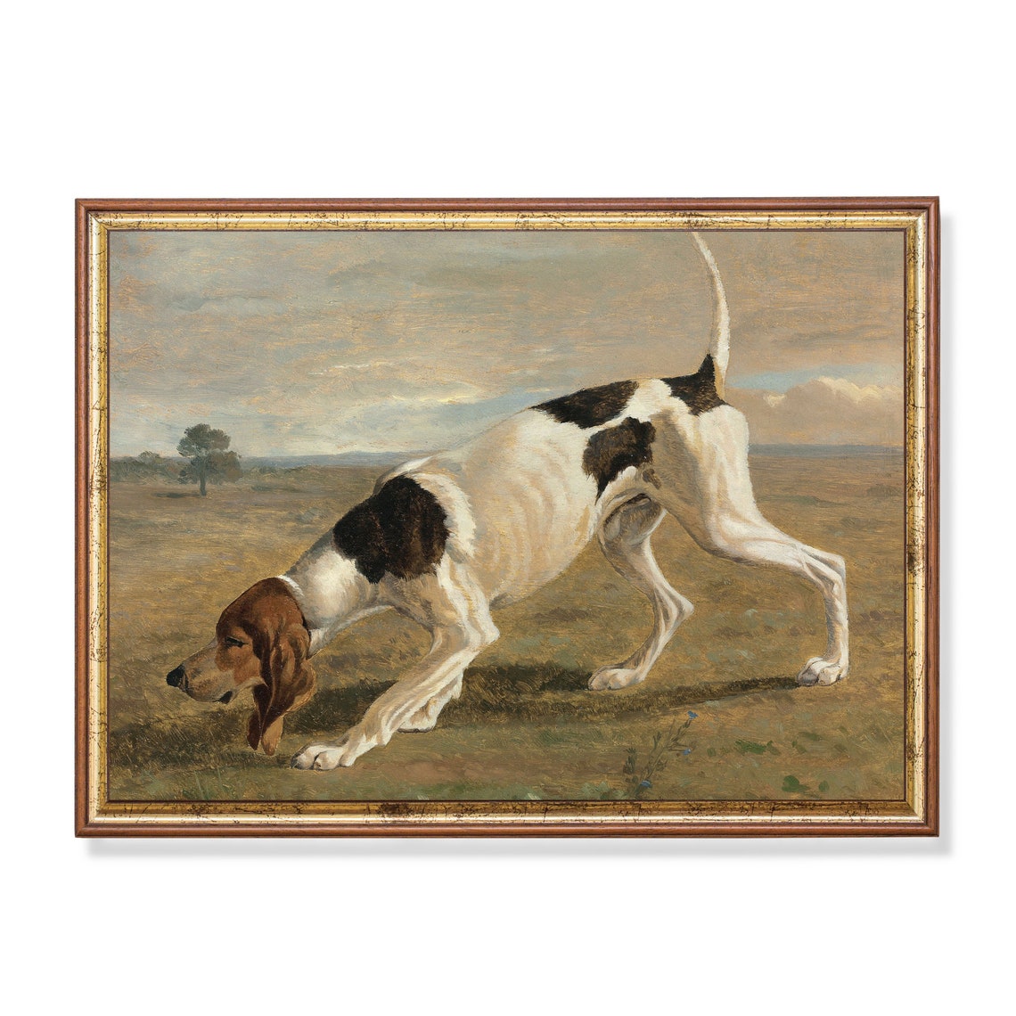Pointer Dog Stretching in Field Vintage Sporting Dog Painting Poster