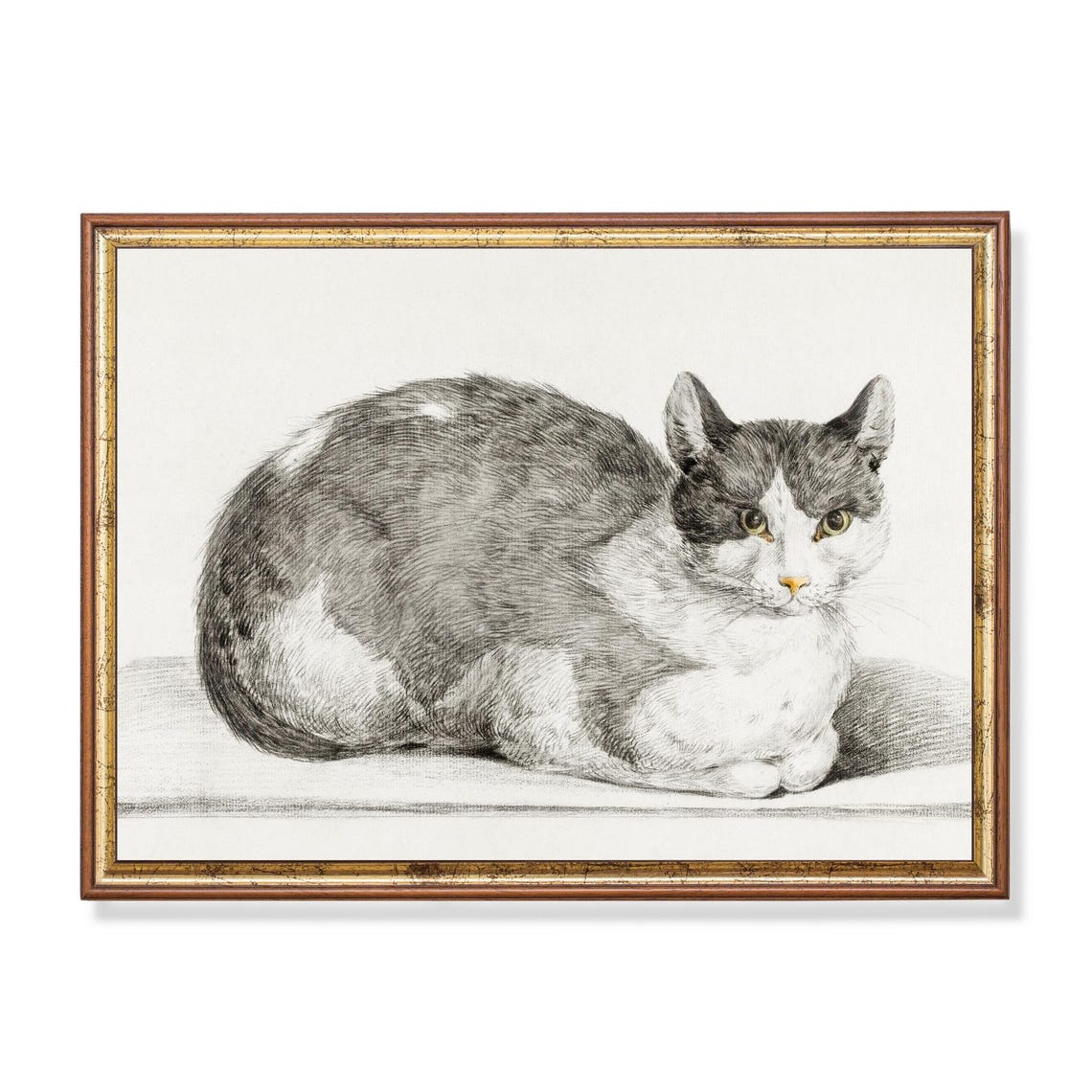 Detailed Pencil Sketch Grey White Cat Lying Down Feline Art Poster