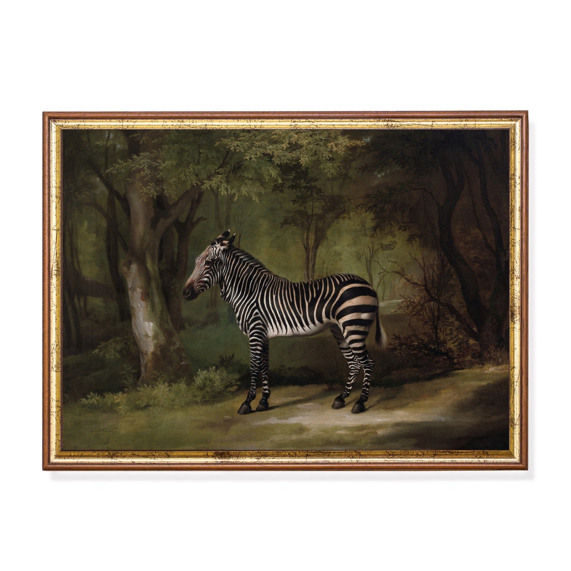 Zebra Standing in a Shadowed Woodland Glade Naturalist Poster
