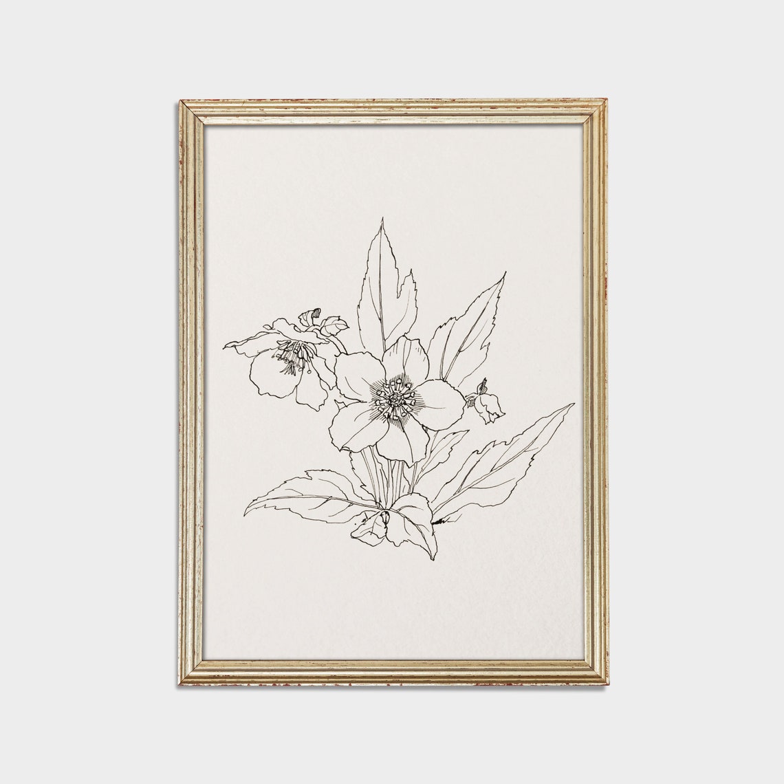 Minimalist Botanical Line Drawing of a Hellebore Flower Poster - Image 2
