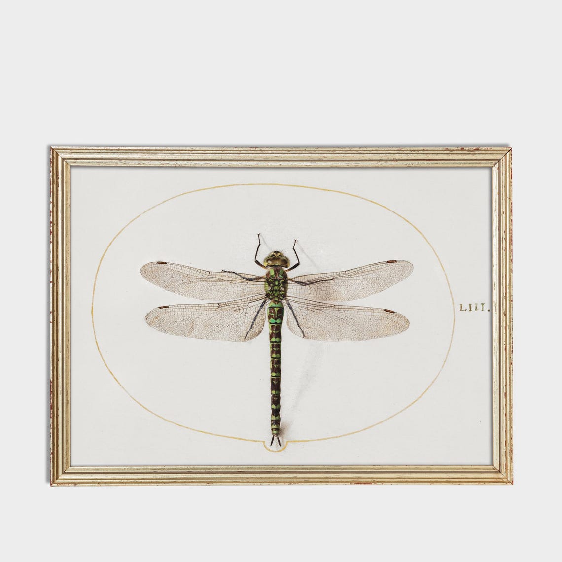 Green Hawker Dragonfly Antique Natural History Insect Poster - Image 3