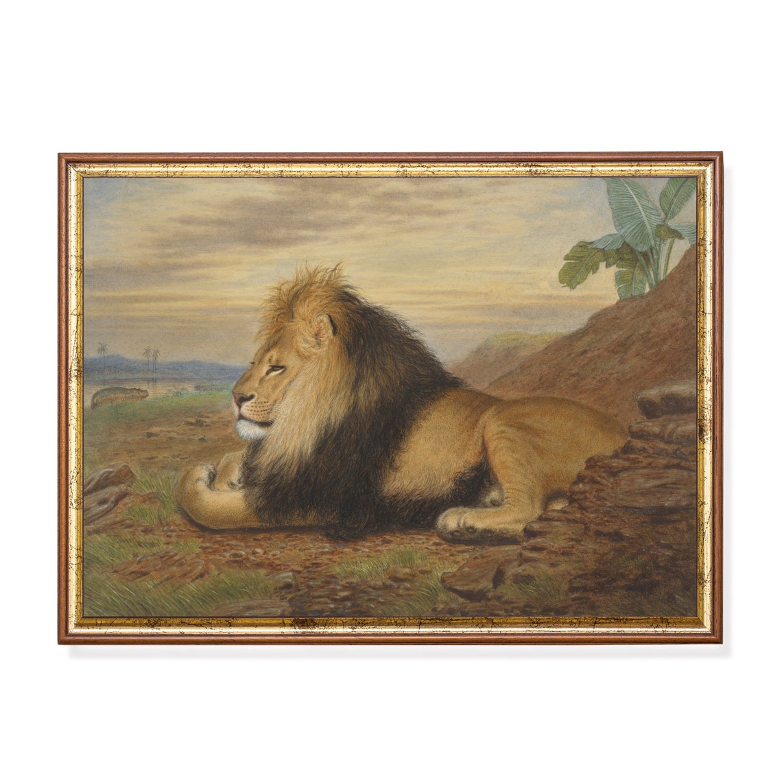 Male Lion Resting on Rocks by Water at Sunset Wildlife Poster