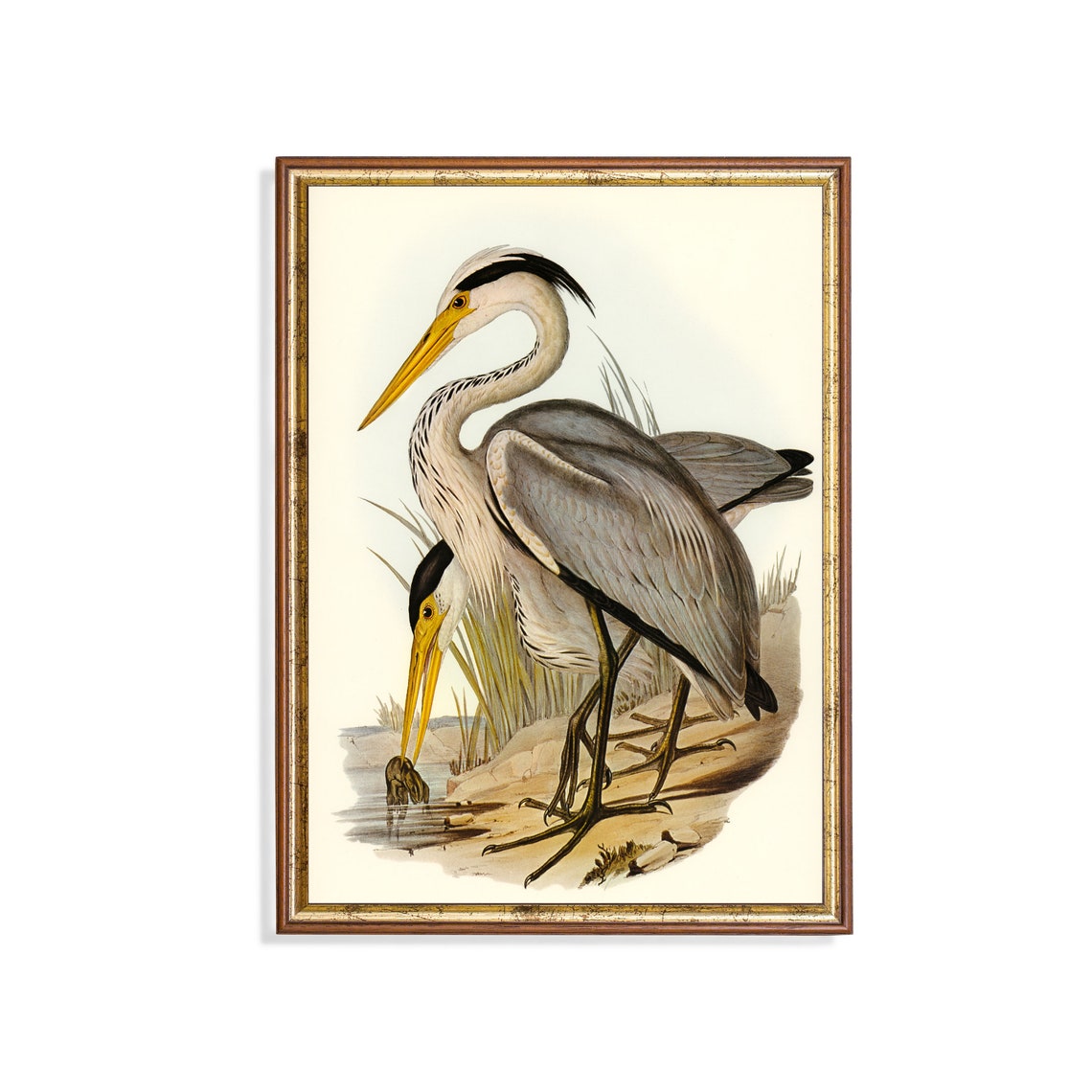 Antique Grey Heron Fishing Naturalist Bird Illustration Poster