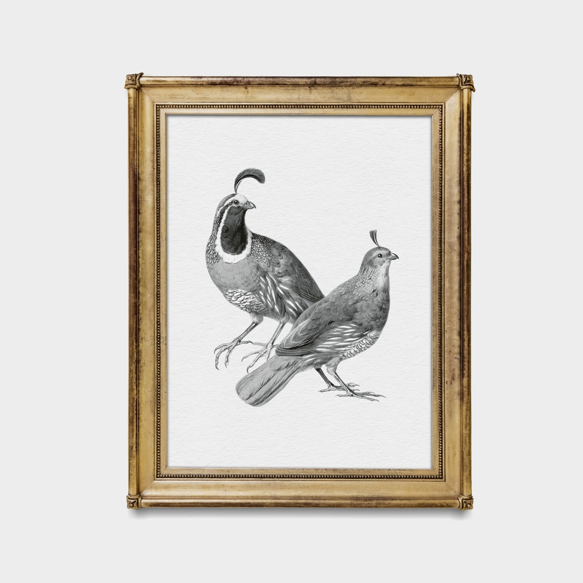Pair of Quails Grey Engraving Antique Bird Illustration Poster - Image 4