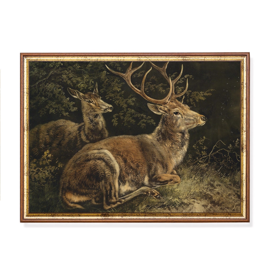 Resting Stag and Hind in a Dark Forest Clearing Vintage Deer Poster