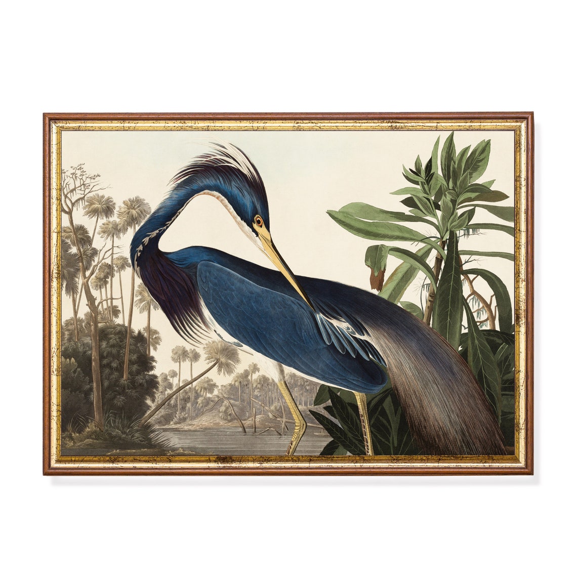 Vintage Louisiana Heron Natural History Bird Illustration Art Poster
