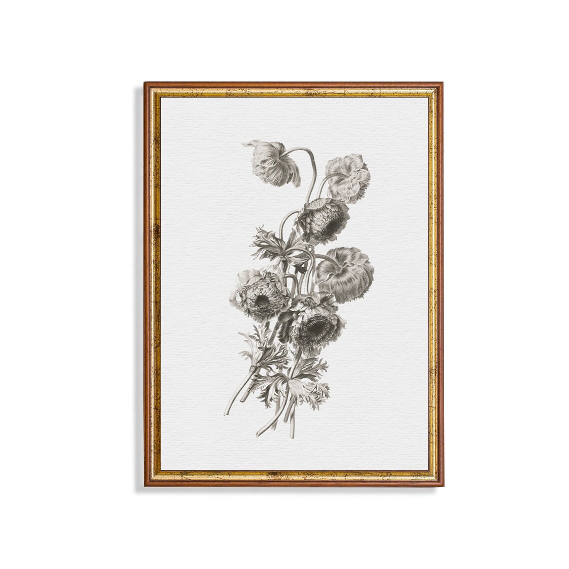 Monochrome Botanical Sketch of Anemone Flowers Antique Poster