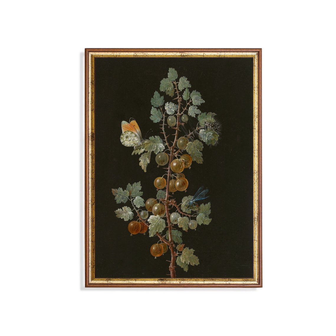 Gooseberry Branch With a Butterfly Botanical Still Life Art Print
