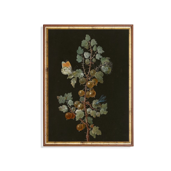 Printed And Shipped Vintage Still Life With Gooseberries Antique Fruits Painting Moody Rustic Print Fine Art Mailed Print