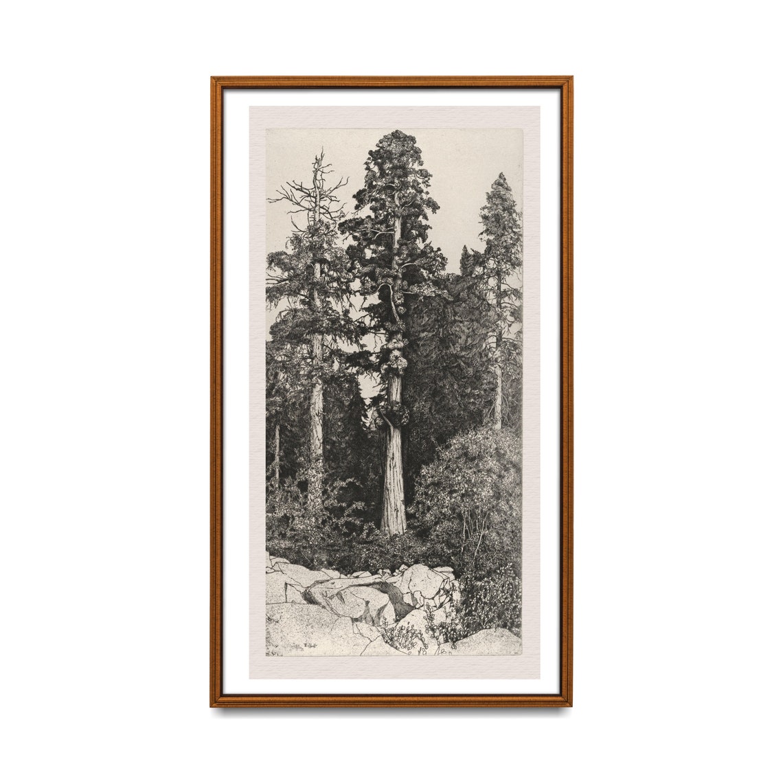 Towering Sequoia Trees Antique Black and White Engraving Poster - Image 2