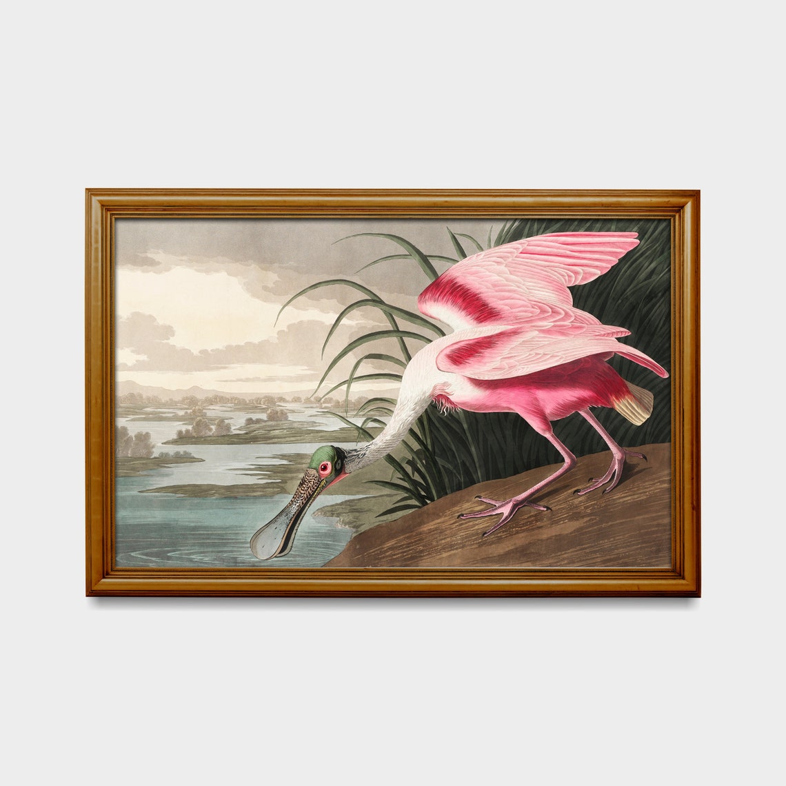 Roseate Spoonbill Wading at the Water's Edge Vintage Bird Poster - Image 2