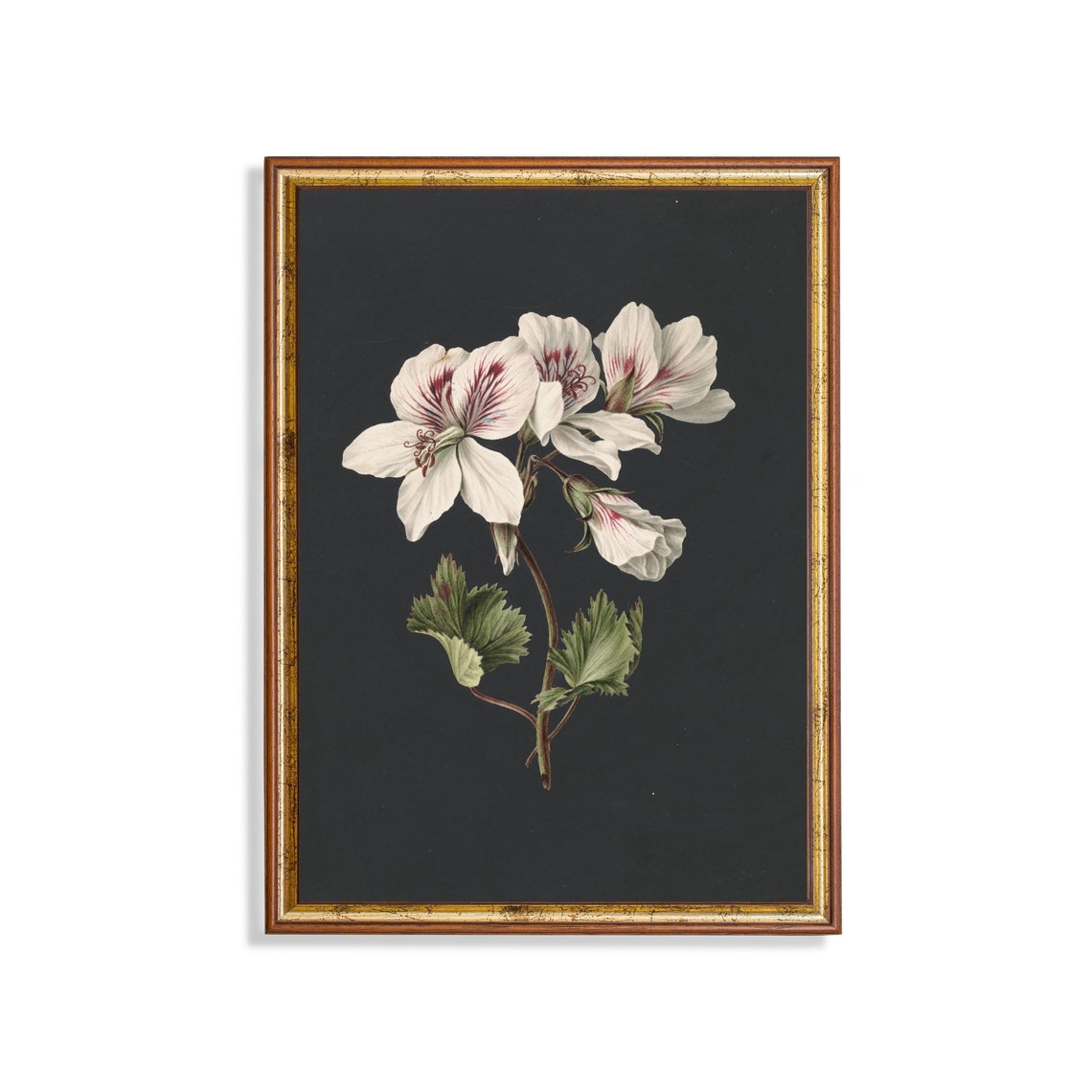 White Geranium Botanical Study on Dramatic Dark Vintage Art Poster
