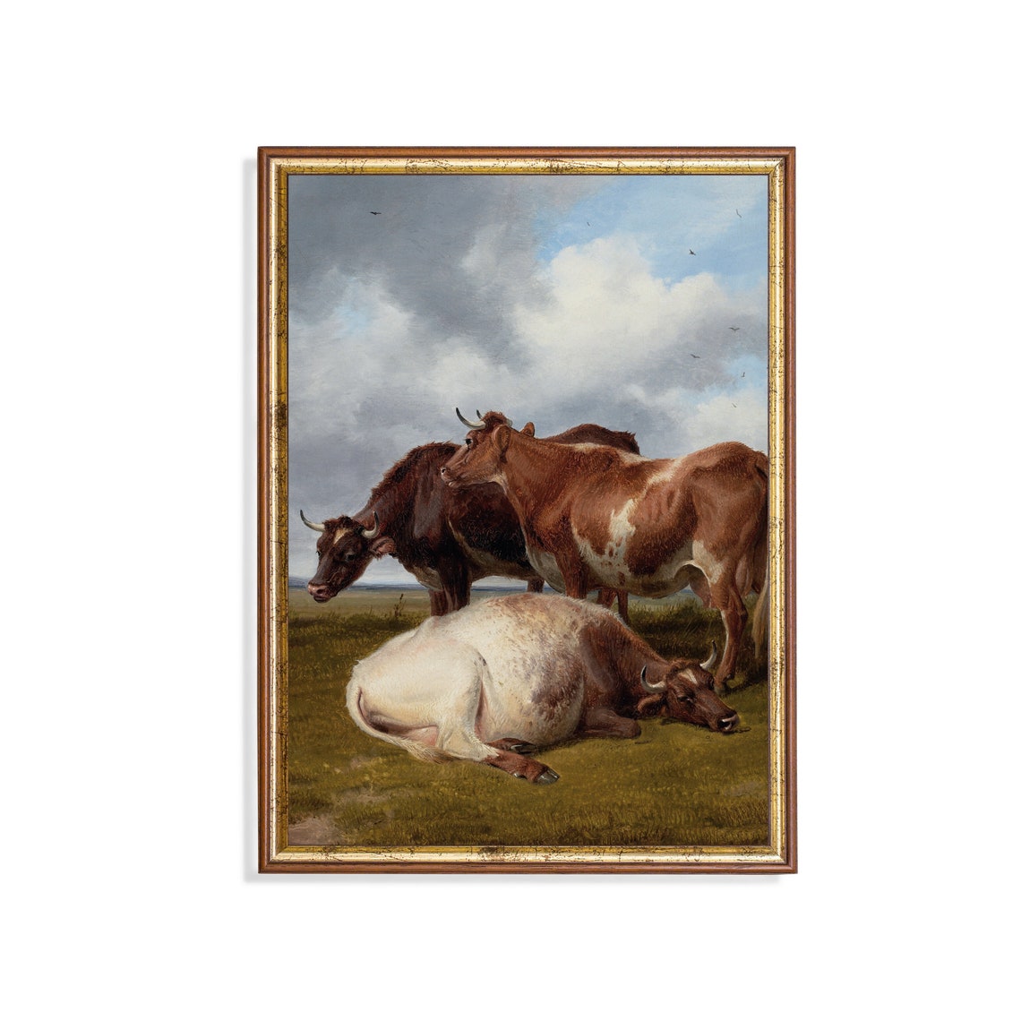 Three Brown And White Cattle Resting In The Field Under Clouds Poster