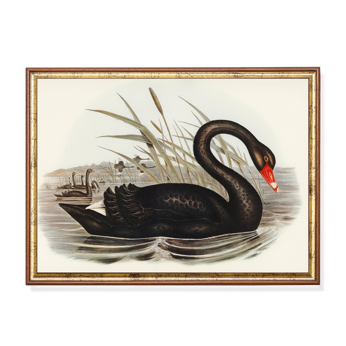 Black Swan with Red Beak Among Reeds Vintage Bird Lithograph Poster