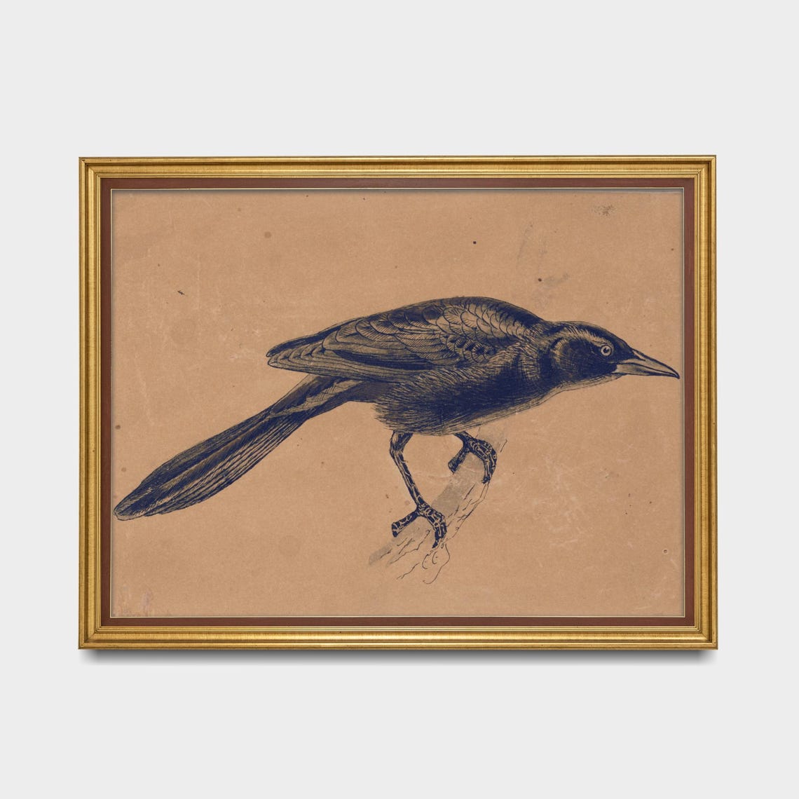 Black Crow Bird Engraving on Aged Paper Antique Naturalist Poster - Image 5
