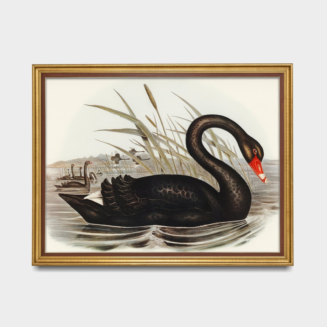Vintage Black Swan Illustration Among Reeds Naturalist Poster - Image 3