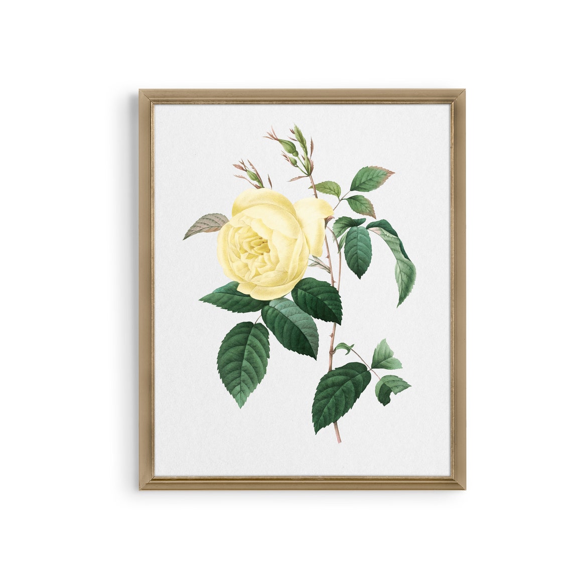 Yellow Rose Single Stem Antique Botanical Illustration Poster - Image 3