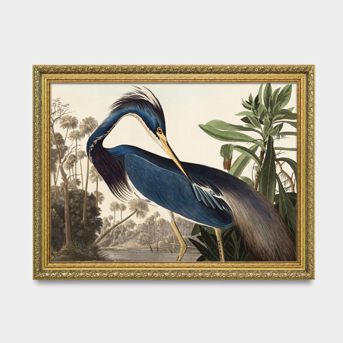 Vintage Louisiana Heron Natural History Bird Illustration Art Poster - Image 3