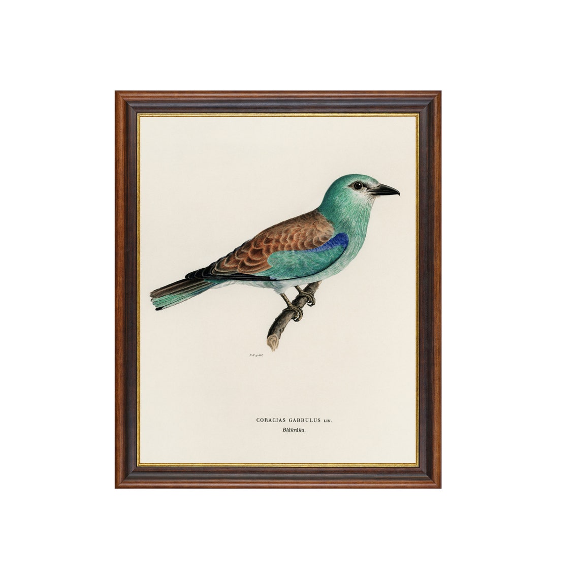 European Roller Bird Antique Ornithology Illustration Poster - Image 5