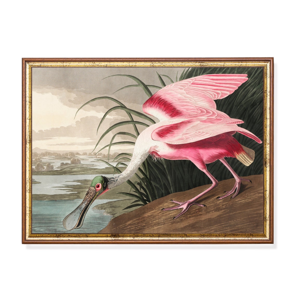 Roseate Spoonbill Wading at the Water's Edge Vintage Bird Poster