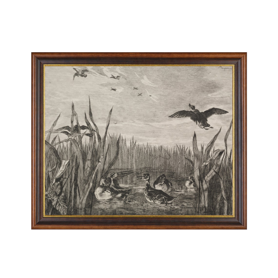 Wild Ducks Among the Reeds Antique Marshland Engraving Poster - Image 3