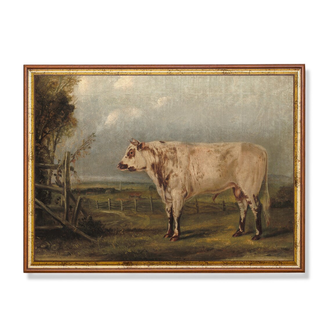 Roan Bull Standing in a Pasture Antique Livestock Painting Poster