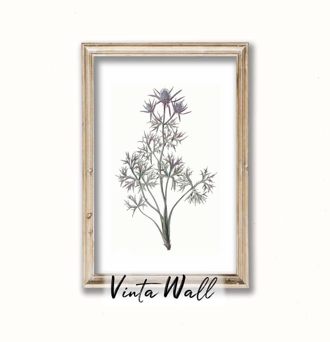 Blue Sea Holly Thistle Vintage Botanical Illustration Art Print