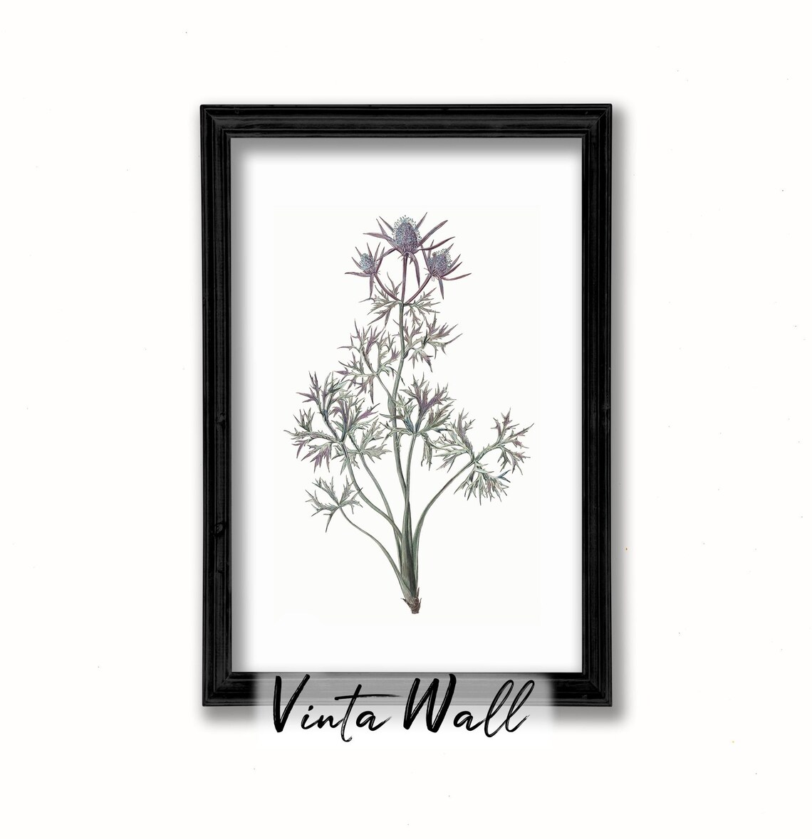 Blue Sea Holly Thistle Vintage Botanical Illustration Art Print - Image 2