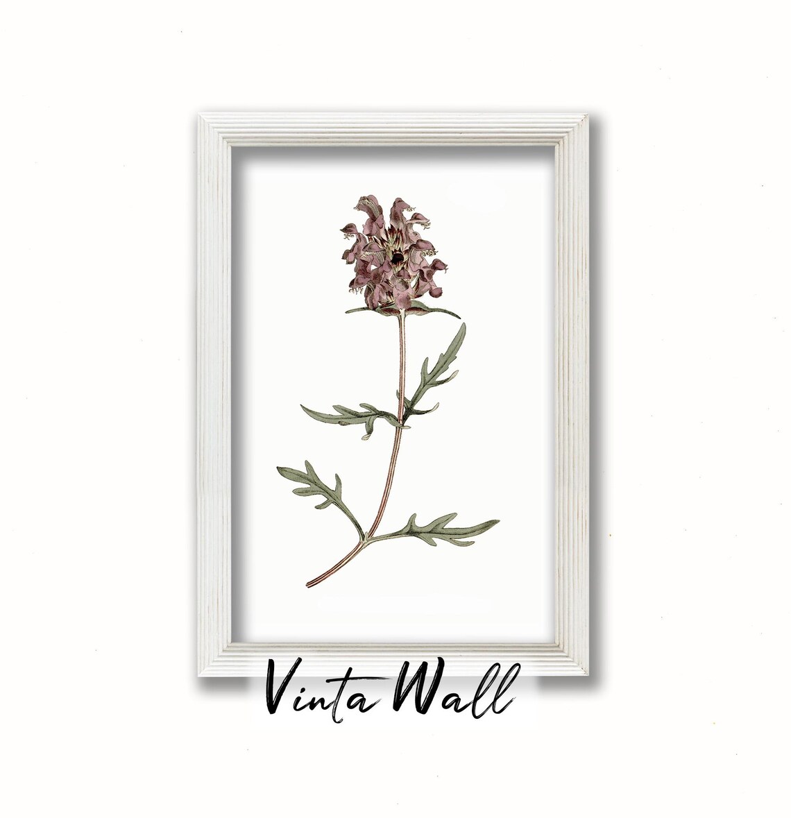 Mauve Pincushion Wildflower Vintage Botanical Illustration Poster - Image 3