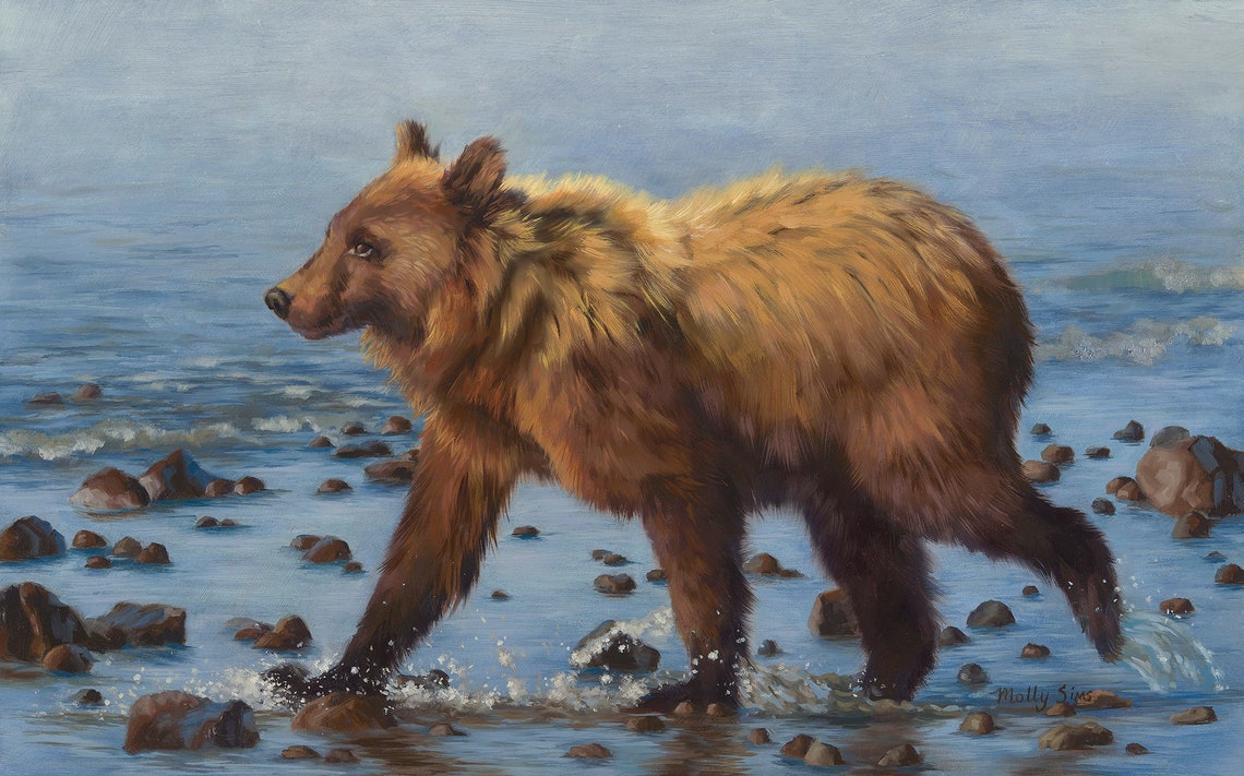 Grizzly Bear Walking Through Shallow Rocky Water Wildlife Poster