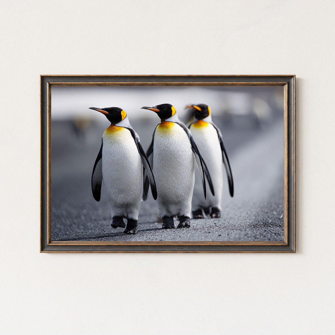 Three King Penguins Walking Together Antarctic Wildlife Photo Poster
