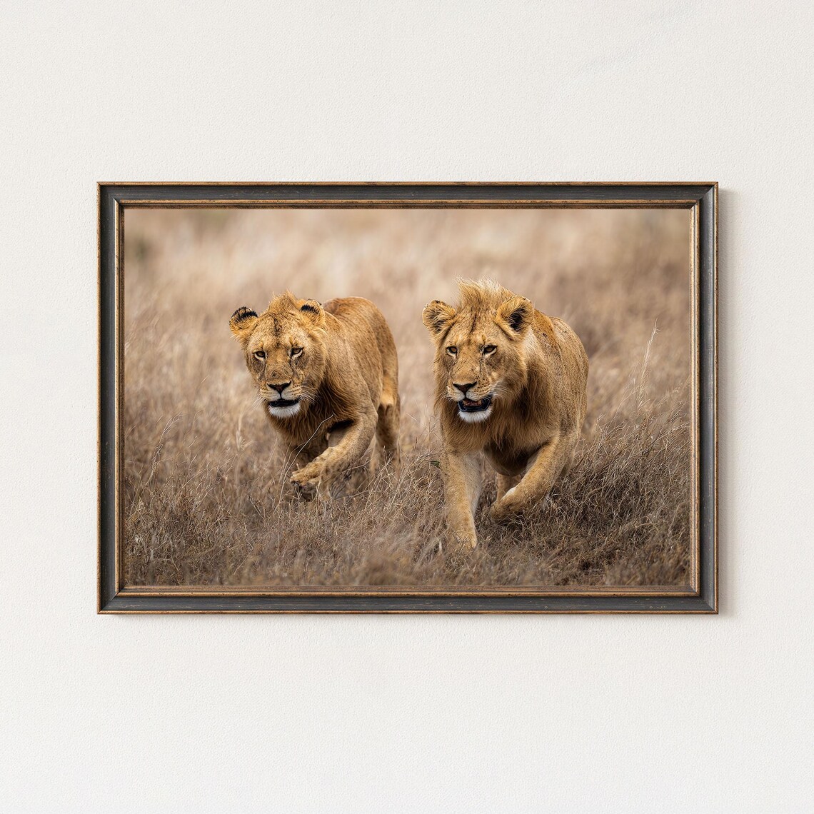 Lion Photography Print Wildlife Safari Wall Art