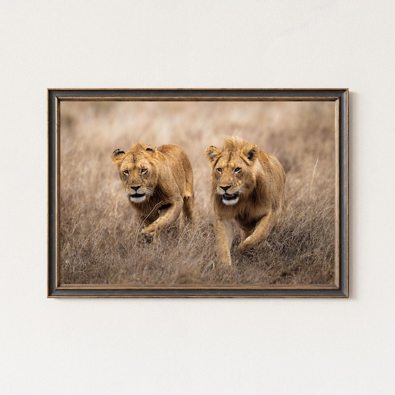 Lion Photography Print Wildlife Safari Wall Art
