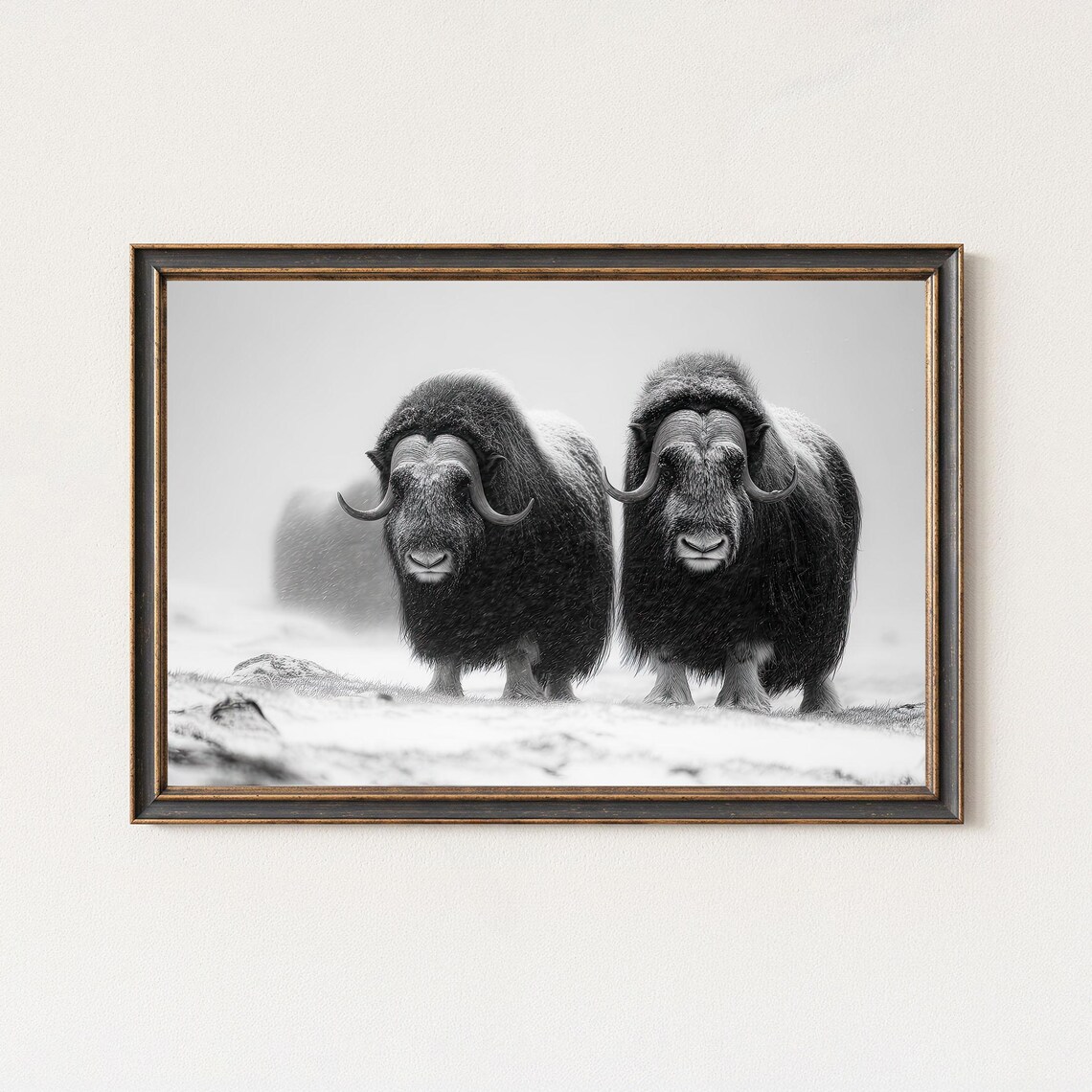 Two Musk Oxen in Snow Black White Arctic Wildlife Photo Poster