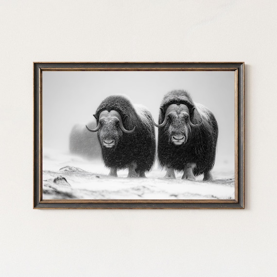Two Musk Oxen in Snow Black White Arctic Wildlife Photo Poster