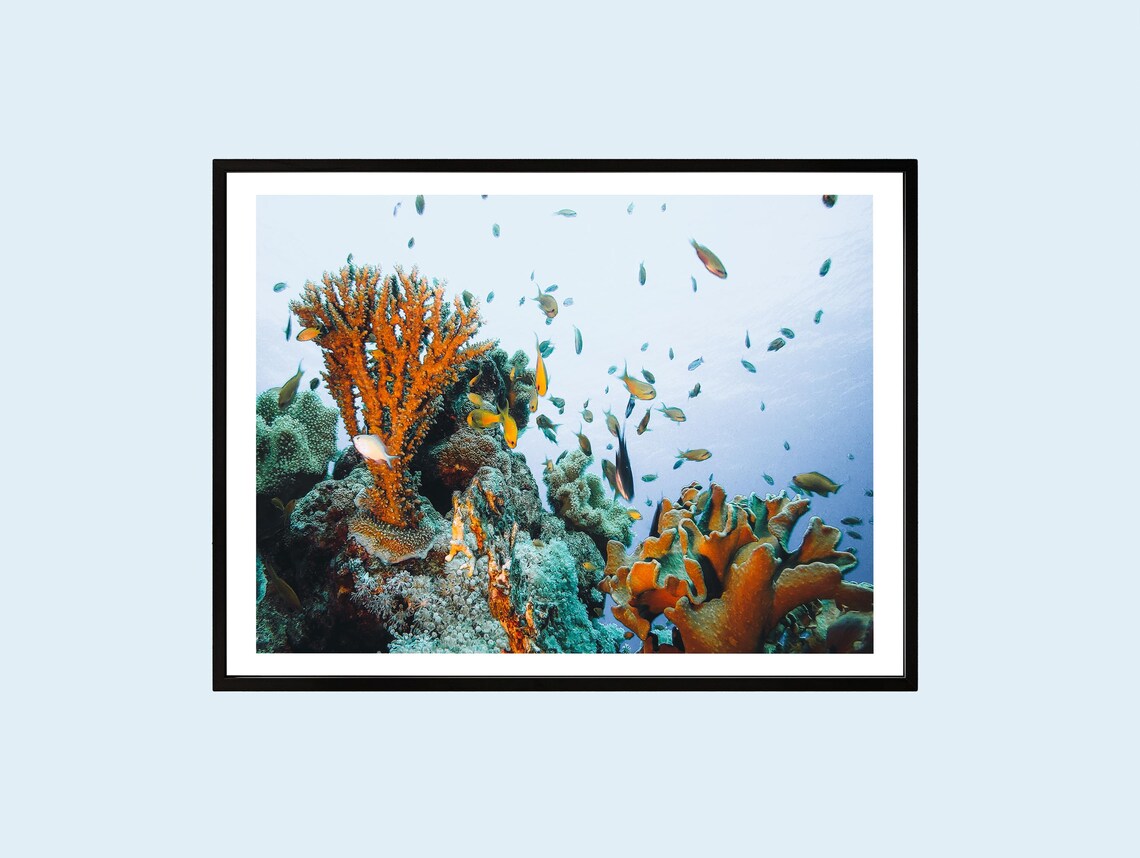 Coral Reef Print Tropical Fish Ocean Photography Coastal Wall Art